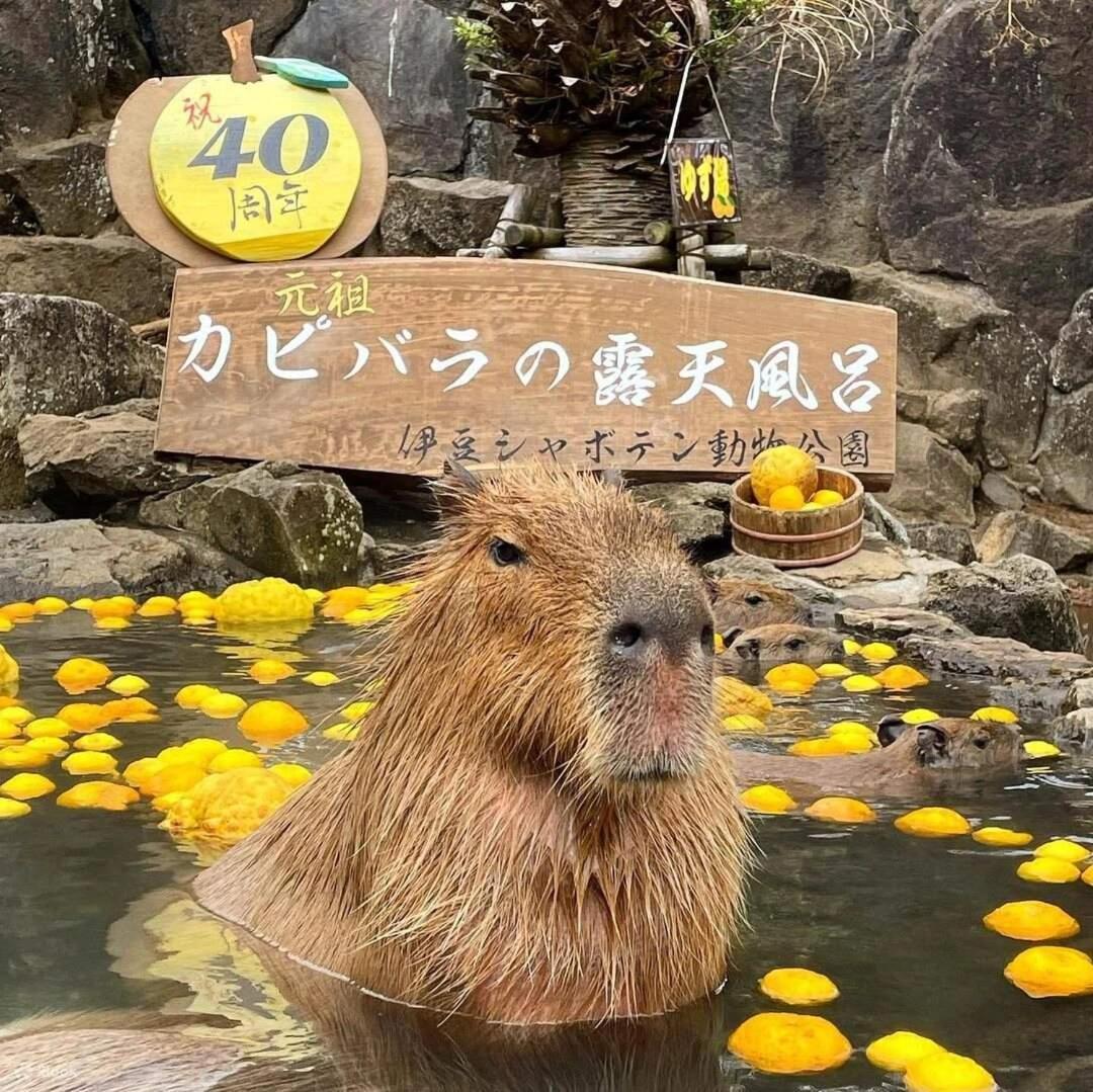 伊豆高原 温泉付別荘 Isana Mountain Villa Futo Екстер'єр фото